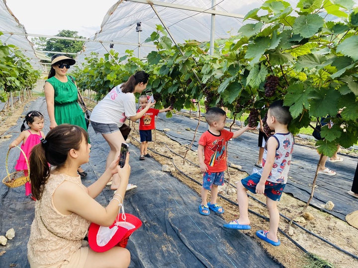Du khách thích thú khi đưa con em tới trải nghiệm và check in vườn nho Hạ Đen. Ảnh: Quỳnh Anh