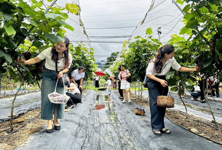 Khách tham quan vườn nho Hạ Đen. Ảnh: Đức Thọ