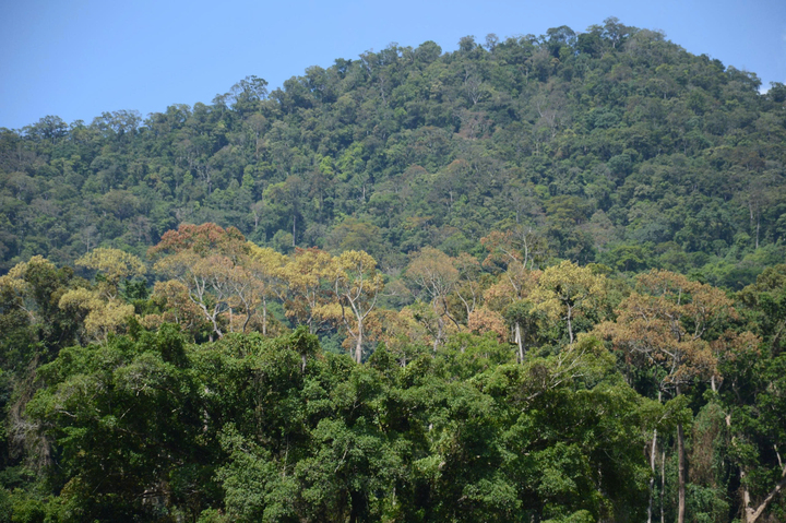 Rừng phòng hộ dọc dãy Trường Sơn Đông thuộc địa bàn TP. Đà Nẵng và Quảng Ngãi khoác lên mình sắc đỏ đặc trưng khi vào mùa ươi chín. Ảnh: Quảng Phú.