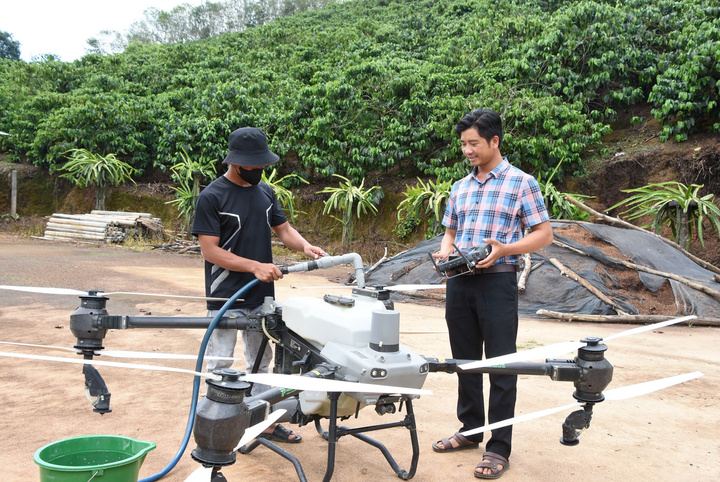 Anh Nguyễn Văn Sự (xã Bờ Y, tỉnh Quảng Ngãi) sử dụng thiết bị bay không người lái vào chăm sóc cây cà phê. Ảnh: Thanh Tùng.