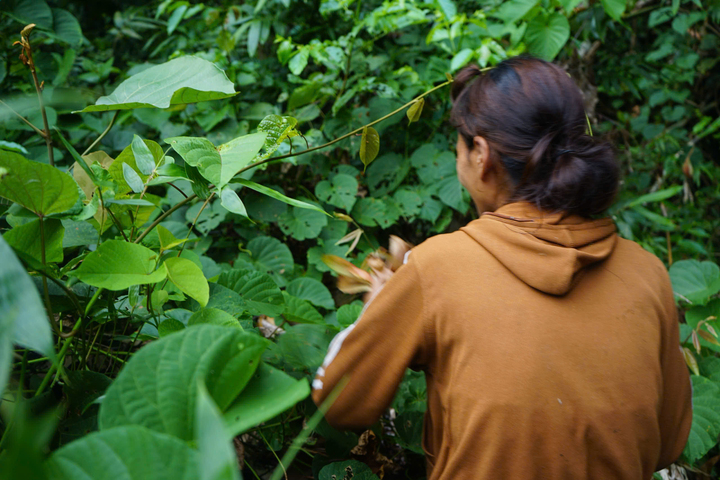 Người dân ở ở xã Trà Leng (TP. Đà Nẵng) đang thu hoạch thủ công. Ảnh: Quảng Phú.