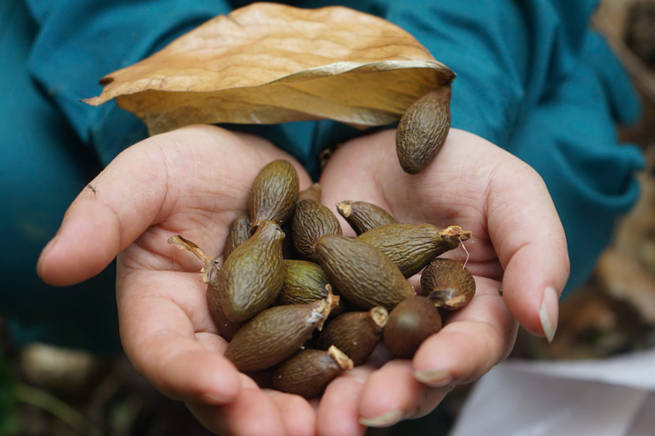 Quả ươi có vị ngọt, tính mát, giúp thanh nhiệt, giải độc. Ảnh: Quảng Phú.