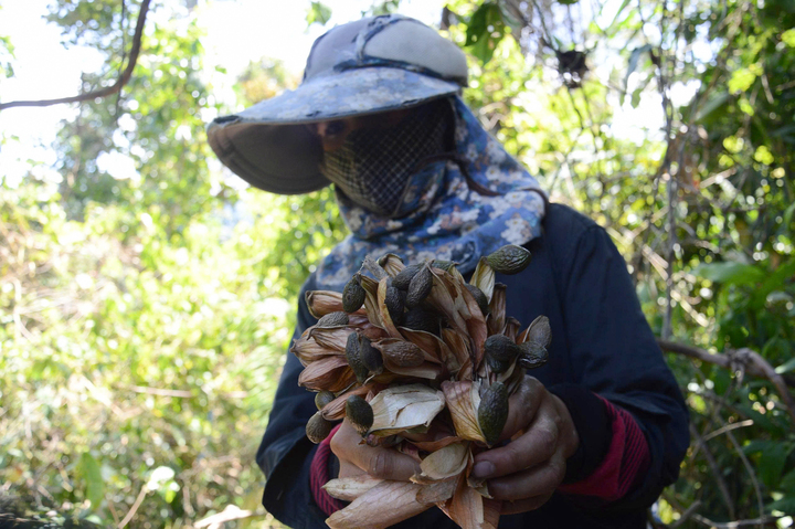 Người dân ở xã Kon Plong, tỉnh Quảng Ngãi nhặt ươi bay. Ảnh: Quảng Phú.