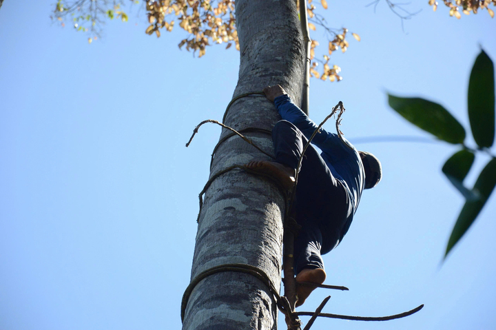 Người dân còn leo cây khai thác ươi bay. Ảnh: Quảng Phú.