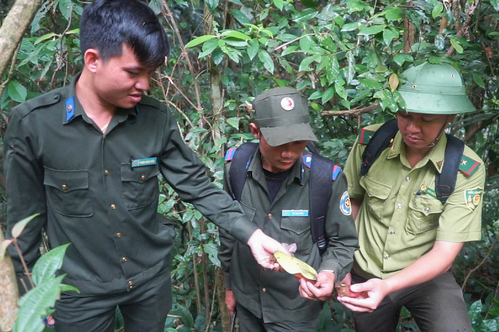 Lực lượng kiểm lâm đã tăng cường biện pháp bảo vệ rừng. Ảnh: Quảng Phú.