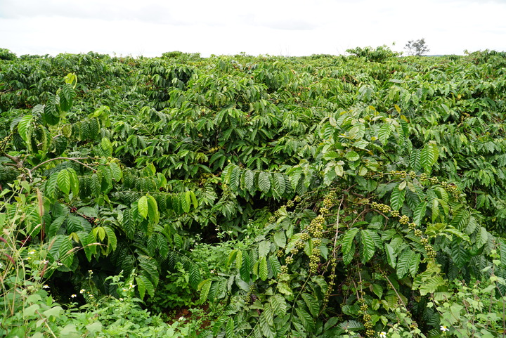 Việc ứng dụng công nghệ số vào chăm sóc cà phê được kỳ vọng sẽ nâng cao hiệu quả chăm sóc cho cà phê trên diện tích lớn (Ảnh: Quảng Phú)