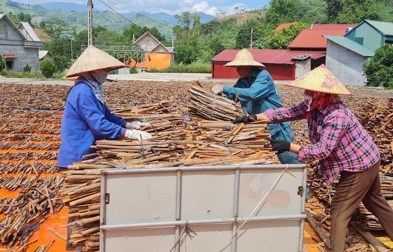 Lào Cai có tiềm năng lớn về quế, hồi, cây gia vị