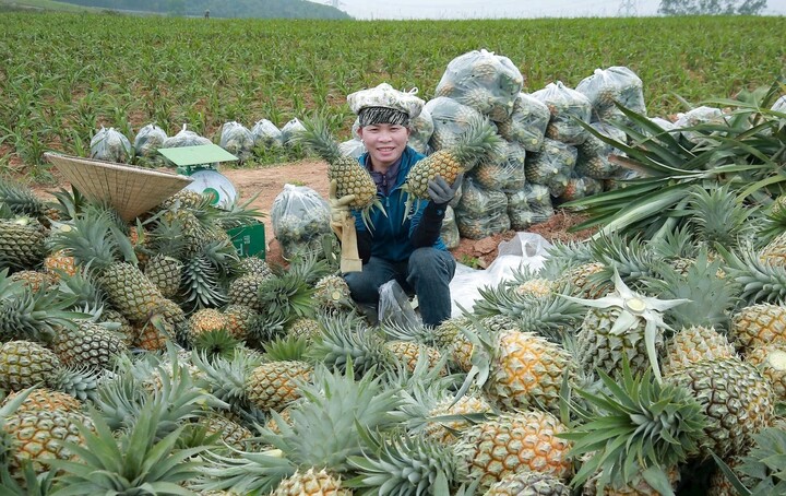 Sản lượng dứa tại tỉnh Nghệ An đạt khoảng 40-50 tấn/ha. Ảnh: Thanh Phúc