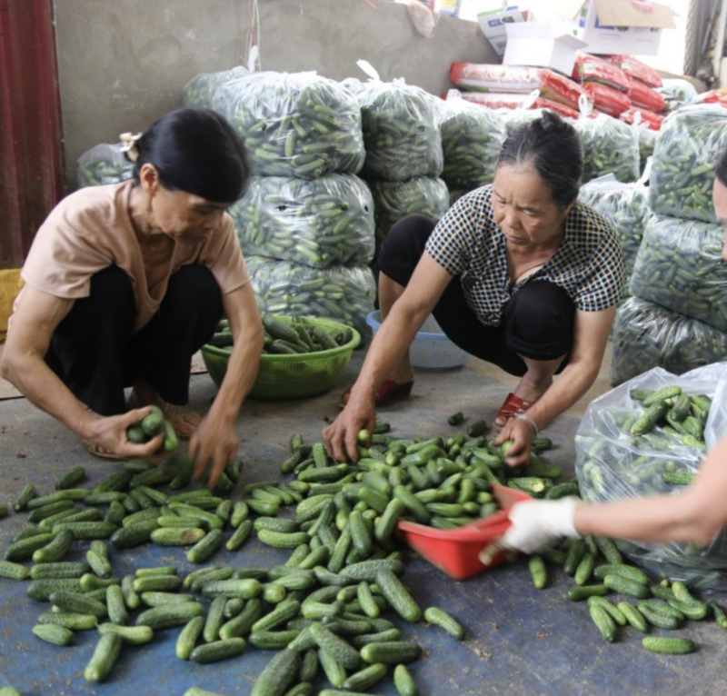 Thành viên Hợp tác xã Bản San đang phân loại sản phẩm dưa chuột bao tử. Ảnh minh hoạ