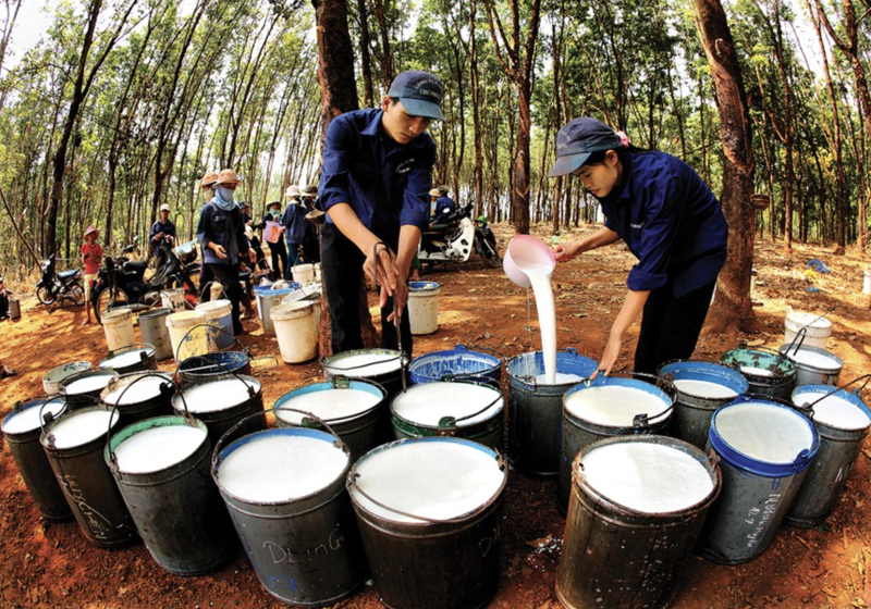 6 tháng năm 2025, xuất khẩu cao su đạt 680.000 tấn, trị giá 1,27 tỷ USD. Ảnh: Chu Khôi.