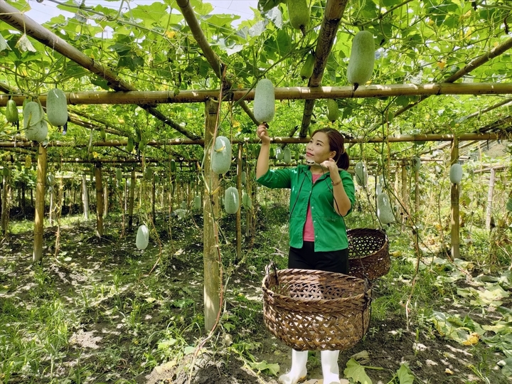 Hợp tác xã kiểu mới không chỉ là nơi liên kết sản xuất, tiêu thụ nông sản, mà còn là nơi hun đúc tri thức, truyền động lực và lan tỏa tư duy làm nông hiện đại (Ảnh: Hoàng Lan)