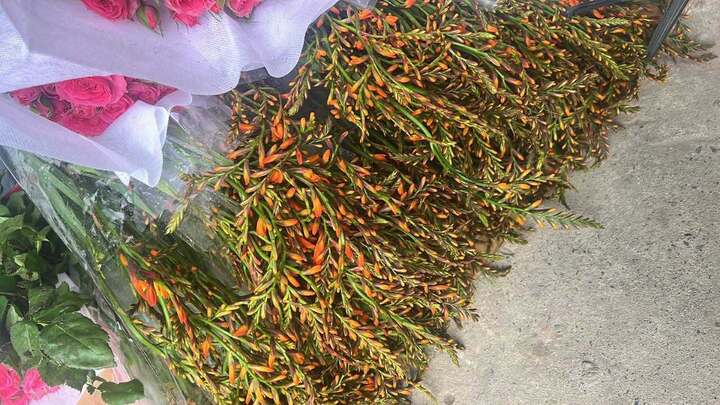 Hoa dơn lúa đang "làm mưa, làm gió" thị trường. Ảnh: NVCC