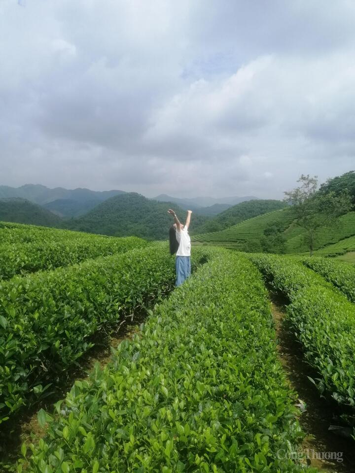 Đồi chè Long Cốc hấp dẫn du khách đến tham quan. Ảnh: Nguyễn Hòa