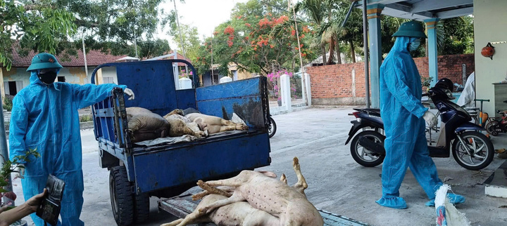 Phường Quảng Phú (thành phố Đà Nẵng) tiến hành tiêu hủy những con lợn bị nhiễm bệnh. Ảnh: Nguyễn Dương