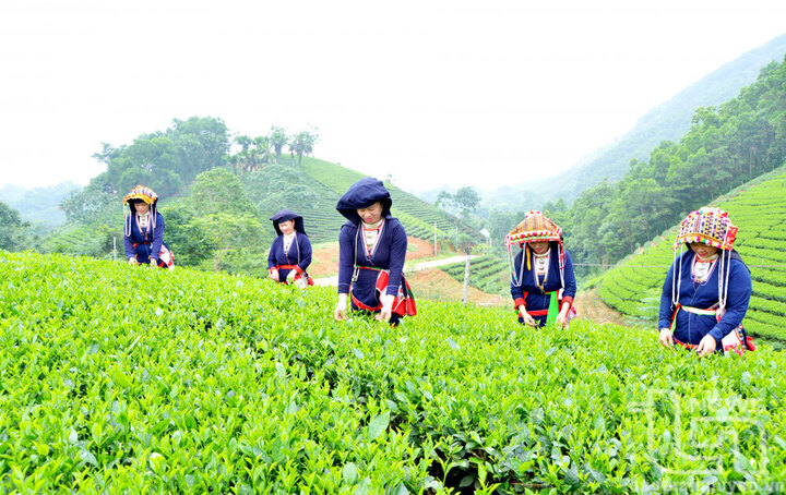 Chương trình 1719 được triển khai nhằm thu hẹp dần khoảng cách về mức sống, thu nhập bình quân của vùng đồng bào dân tộc thiểu số và miền núi so với bình quân chung của cả nước. Ảnh: Thảo Anh