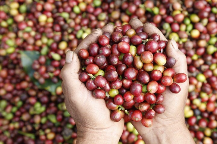 Từ năm 2017, sản phẩm cà phê Arabica Sơn La đã được Cục Sở hữu trí tuệ cấp chỉ dẫn địa lý.