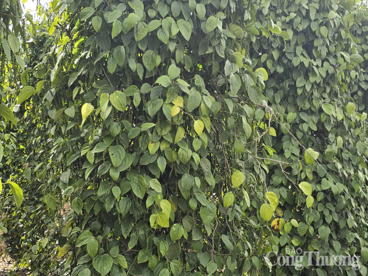 Những vườn tiêu xanh tốt, trĩu quả được trồng ở Lâm Đồng