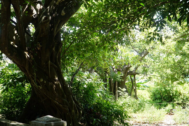 Cây cổ thụ trước đình làng Trung Sơn. Ảnh: Bình An