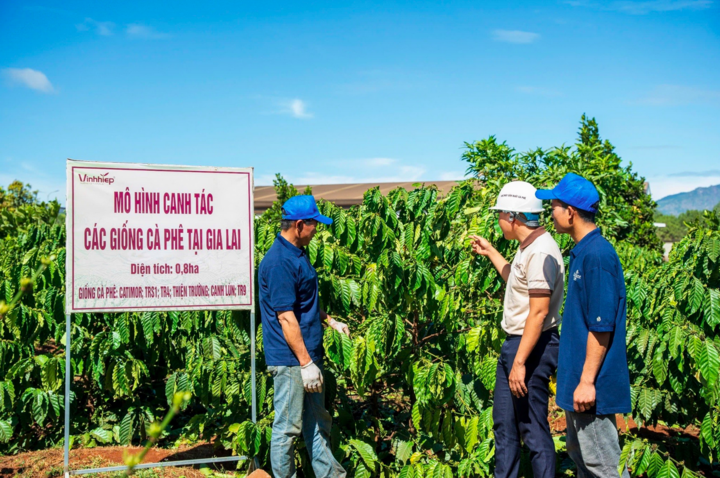 Mô hình canh tác các giống cà phê tại Gia Lai của công ty TNHH Vĩnh Hiệp