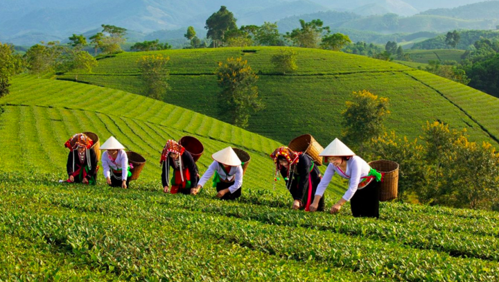 Nhiều thương hiệu không chỉ tạo ra sản phẩm thương mại, mà còn là cầu nối gìn giữ văn hóa Việt