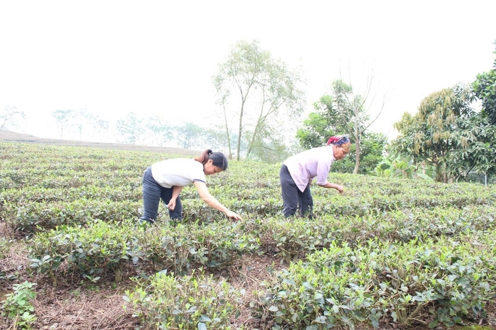 Thái Nguyên hỗ trợ 8.987 lao động nữ học nghề để tạo sinh kế bền vững. Ảnh minh hoạ