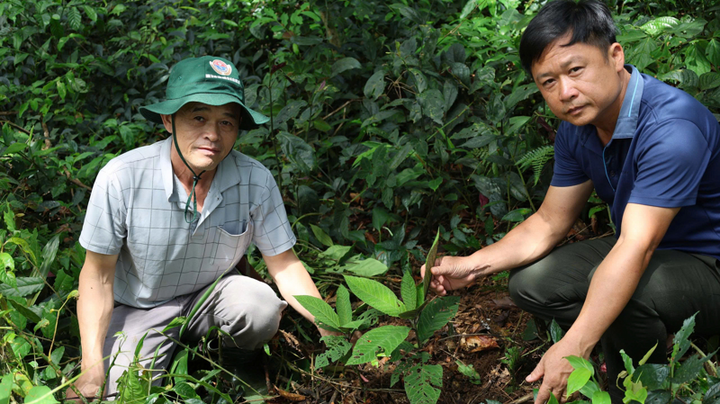 Sâm Lai Châu được trồng thí điểm dưới tán rừng. Ảnh minh họa