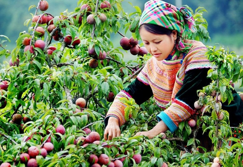 Hầu hết sản phẩm miền núi chưa xây dựng được thương hiệu mạnh. Ảnh minh họa