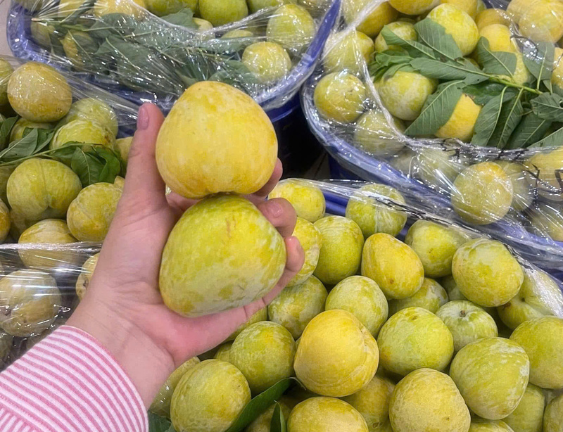 Mận cau có vị đặc trưng giòn và ngọt thanh nên được nhiều thực khách ưa chuộng. Ảnh: Nguyễn Vân