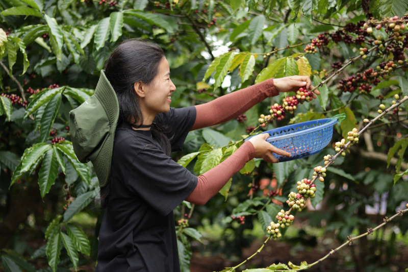 Người dân tỉnh Đắk Lắk thu hái cà phê. Ảnh: Cẩm Thảo