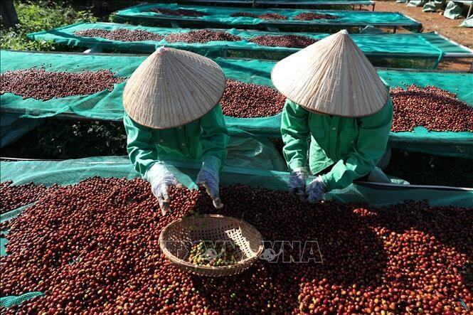 Tin Công Thương 28/7: Bộ Công Thương tháo gỡ khó khăn cho doanh nghiệp xuất khẩu nông sản - 1