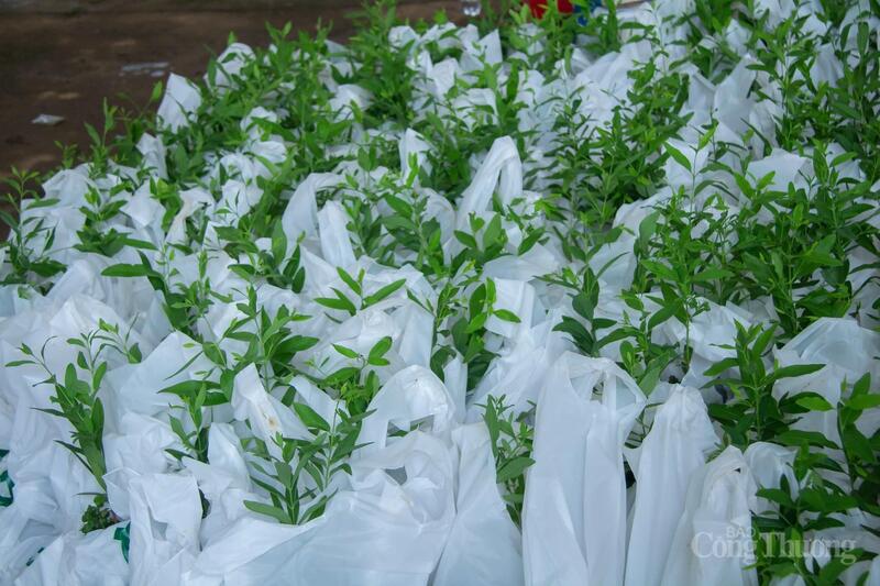 Cây đàn hương được mệnh danh là “vàng xanh”. Ảnh: Hiền Mai