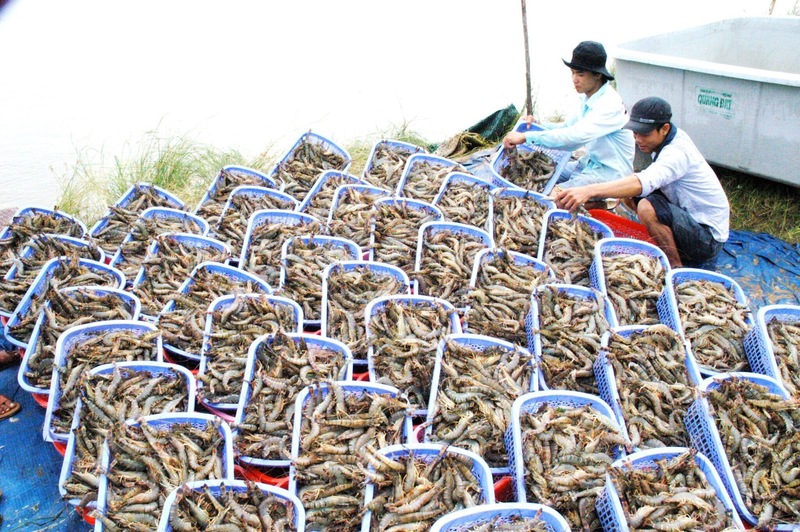 Sau 5 năm thực thi các hiệp định thương mại tự do, doanh nghiệp đã chủ động, linh hoạt thích ứng với những thay đổi của thị trường xuất khẩu. Ảnh: Minh Tú