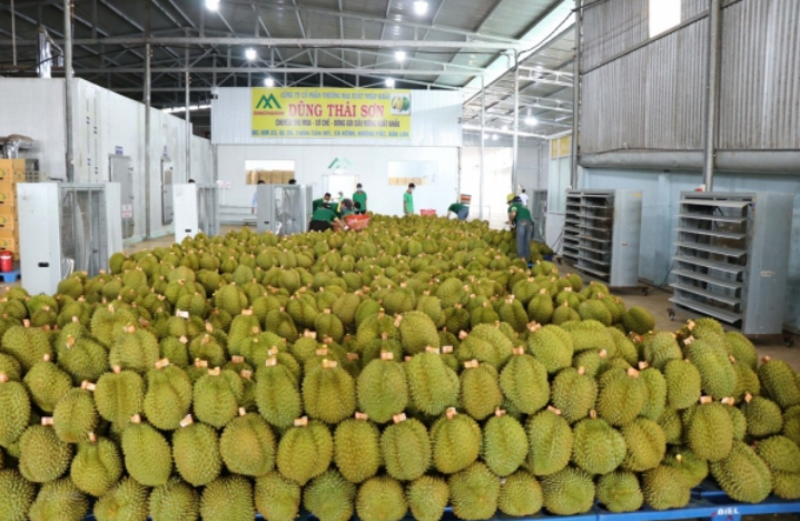 Trong tháng 6, xuất khẩu sầu riêng đã cho thấy sự phục hồi mạnh mẽ trở lại, với khối lượng đạt 120.430 tấn