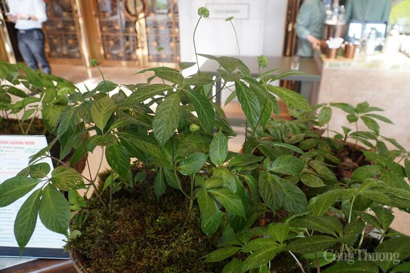 Thành phố Đà Nẵng kêu gọi đầu tư từ Hàn Quốc trong trồng, chế biến và phát triển các sản phẩm từ dược liệu, đặc biệt là phát triển các sản phẩm sâm Ngọc Linh