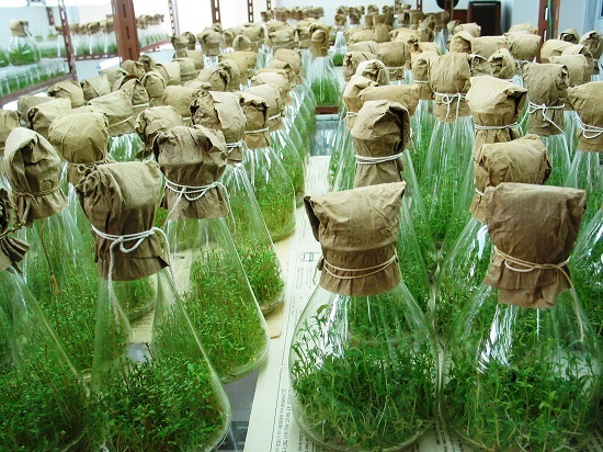 Công nghệ nhân giống hiện đại đã được Viện Nghiên cứu Cây nguyên liệu giấy ứng dụng từ nhiều năm nay. Ảnh: Viên Nghiên cứu Cây và nguyên liệu giấy