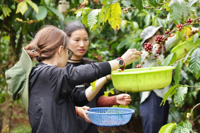 Người dân thu hoạch cà phê