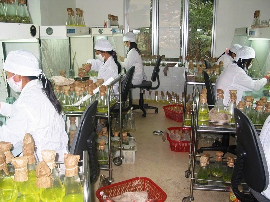 Các giống cây mới ra đời có năng suất cao, đáp ứng nhu cầu nguyên liệu cho ngành giấy một cách bền vững. Ảnh: Viện Nghiên cứu Cây nguyên liệu giấy