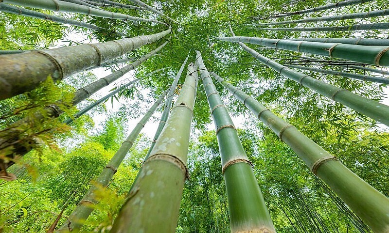 Nguồn nguyên liệu tre, luồng