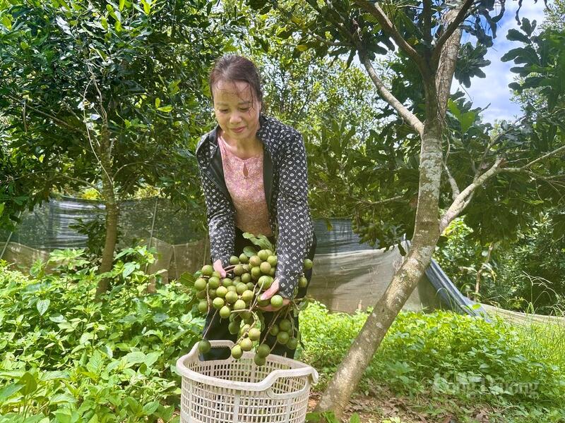 Chị Lù Thị Bang với niềm vui thu hoạch những lứa mắc-ca đầu vụ. Ảnh: Thu Thủy