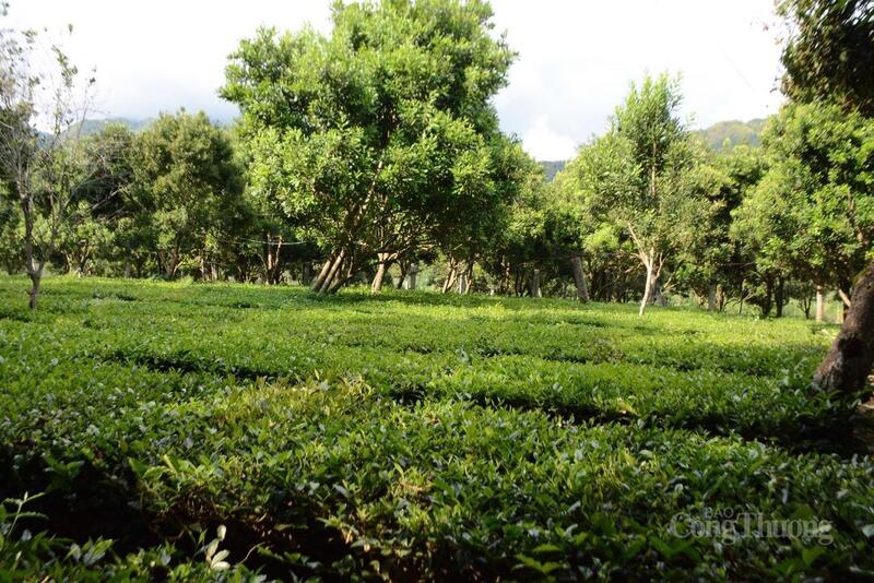 Những vườn mắc-ca trải dài trồng đan xen chè trên đất Lai Châu là "chìa khóa vàng" thoát nghèo cho bà con nới đây. Ảnh: Thu Thủy