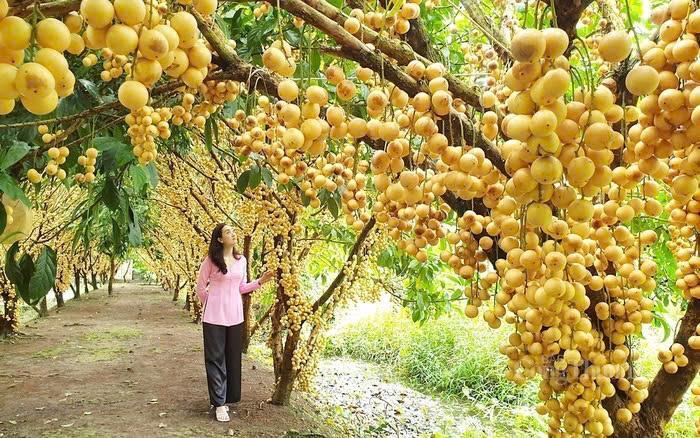 Du khách được khám phá, trải nghiệm các vườn trái cây.
