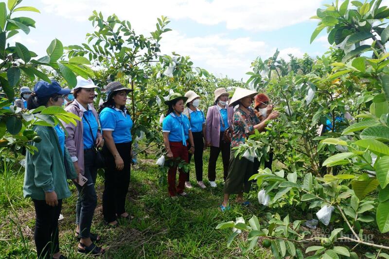 Mô hình trồng ổi cho thu nhập ổn định tại xã Dục Nông (tỉnh Quảng Ngãi)