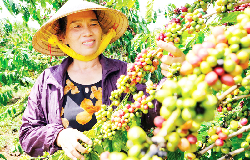 Lâm Đồng đặt mục tiêu không chỉ giảm nghèo mà còn nâng cao năng lực cạnh tranh của sản phẩm vùng cao