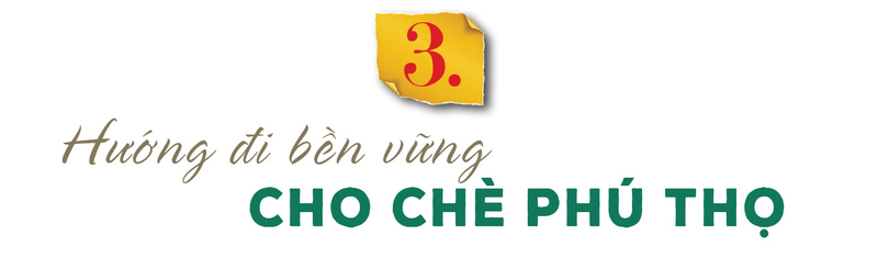 Longform | Thương hiệu chè Phú Thọ: Giá trị kinh tế từ bàn tay đồng bào - 8