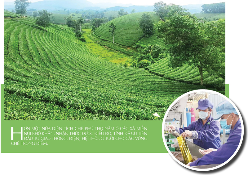 Longform | Thương hiệu chè Phú Thọ: Giá trị kinh tế từ bàn tay đồng bào - 6