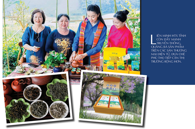 Longform | Thương hiệu chè Phú Thọ: Giá trị kinh tế từ bàn tay đồng bào - 7