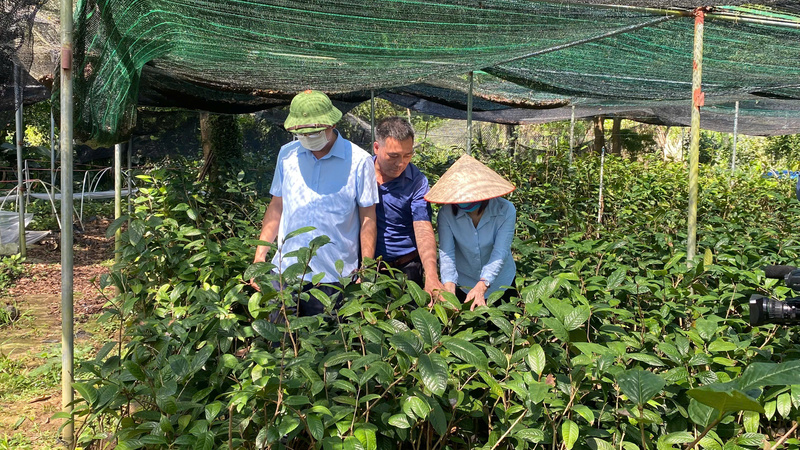 Trà hoa vàng còn phù hợp với định hướng phát triển sinh kế gắn với bảo vệ rừng. Ảnh: Ngọc Hoa