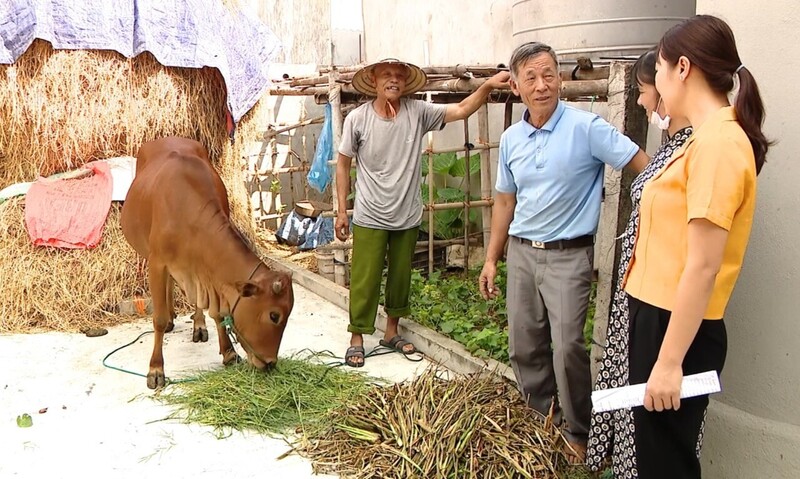 Ninh Bình hỗ trợ bò giống cho hộ nghèo. Ảnh: BNB