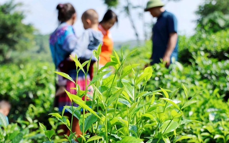 Phát triển trồng chè theo hướng hàng hóa ở xã Bản Lầu. Ảnh: Hoàng Thủy