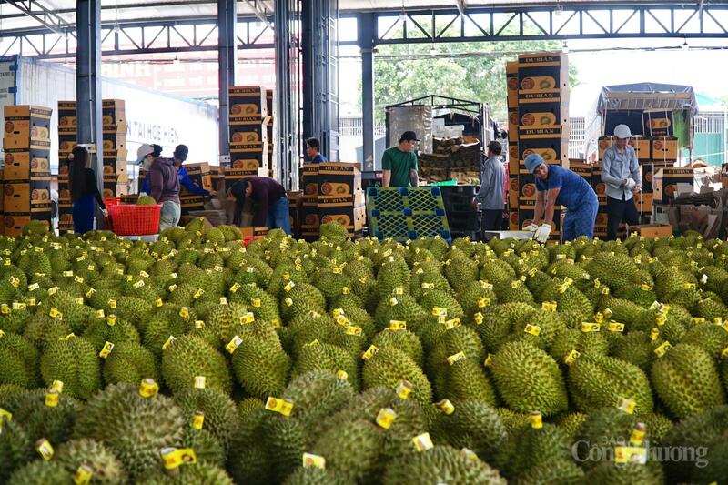 Sầu riêng tập kết tại kho của Công ty TNHH Trái cây Hồng Sang. Ảnh: Hoàng Nguyên